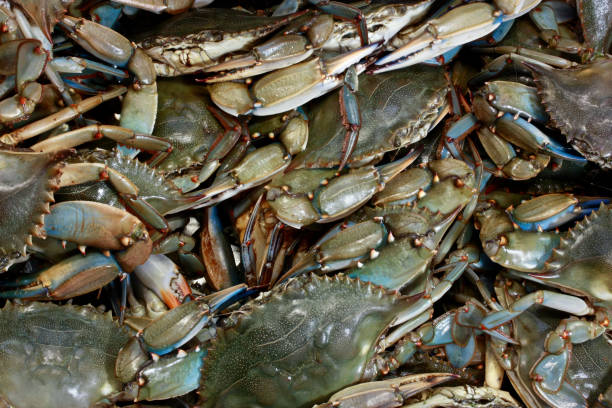 istock Background of Living Blue Crabs 173553226