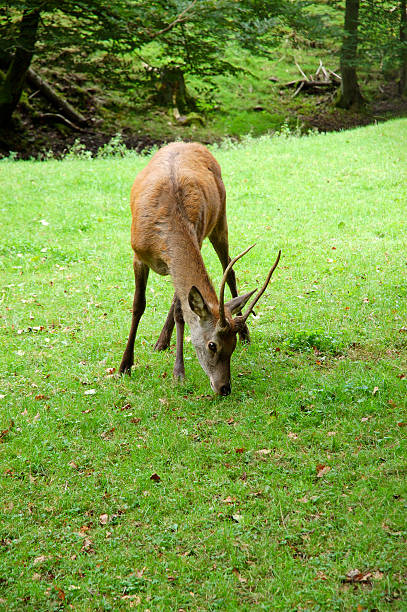 Grazing jovem Deer - foto de acervo