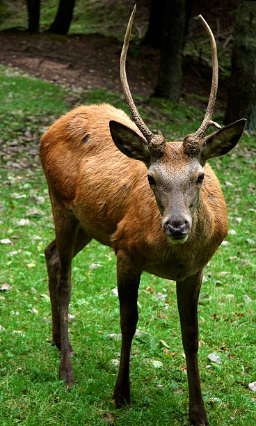 Giovane Cervo maschio - foto stock