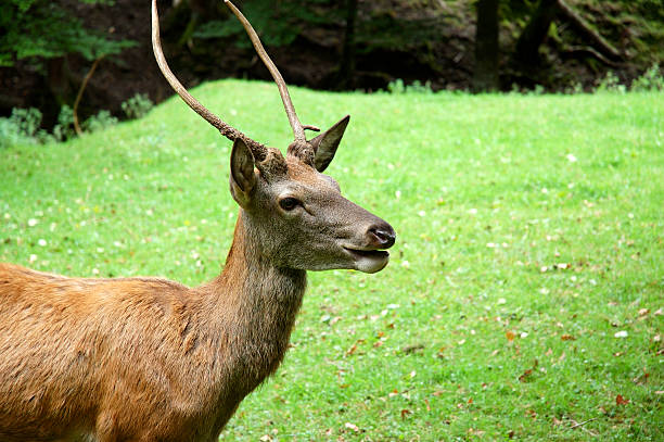 Młody mężczyzna Deer – zdjęcie