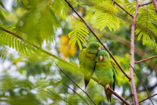 istock Multi colored bird in Arenal Volcano National Park (Costa Rica) 1735532770