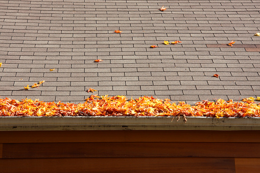 Autumn leaves on a roof and filling a rain gutter.