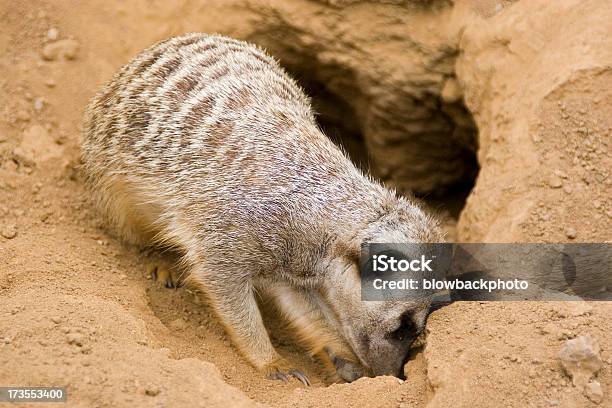 Animals Burrowing Meerkat Stock Photo - Download Image Now - Animal, Animal  Den, Animal Hair - iStock
