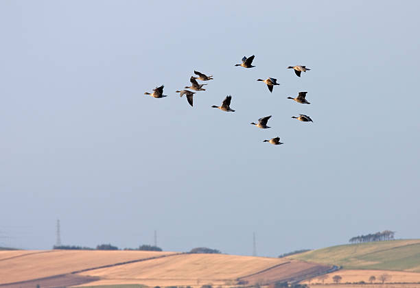 Pink-footed Geese, flying stock photo