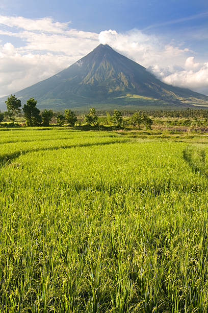 익숙해지세요 볼케이노, 논 - philippines mt mayon volcano rice 뉴스 사진 이미지