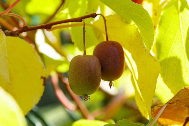 frutas actinidia em um close-up de ramo no jardim. - actinidia - fotografias e filmes do acervo