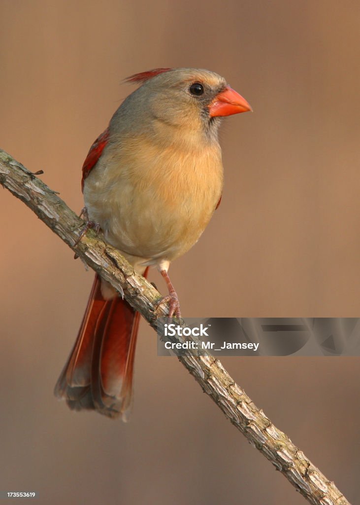 Femmina Cardinale rosso - Foto stock royalty-free di Ohio