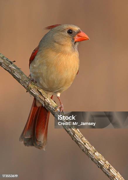 Kobieta Northern Cardinal - zdjęcia stockowe i więcej obrazów Ptak - Ptak, Stan Ohio, Brązowy