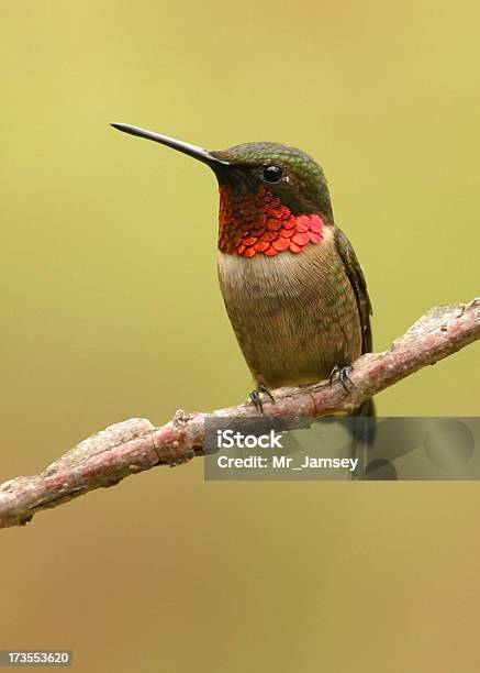 Rubythroated Hummingbird Stockfoto und mehr Bilder von Kolibri - Kolibri, Feder, Fotografie
