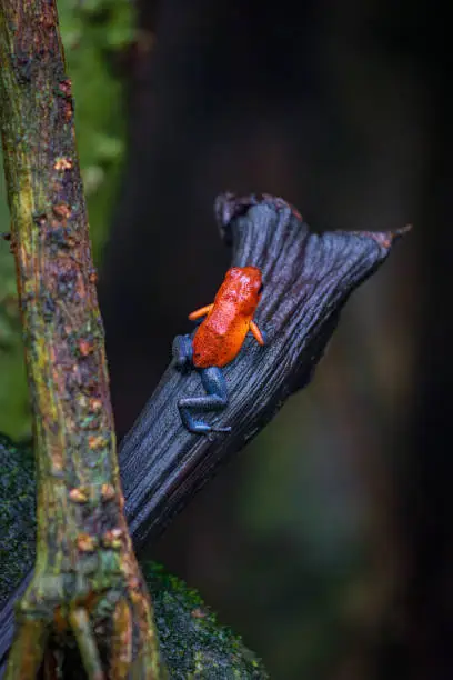 Beautiful "Bluejeans" frog in Arenal Volcano National Park (Costa Rica)