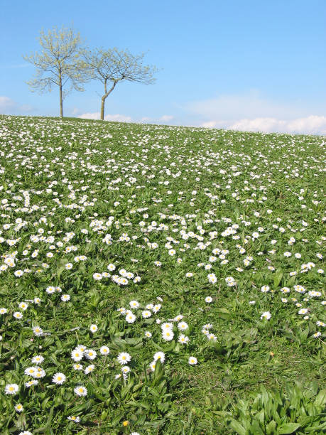 spring hillside stock photo