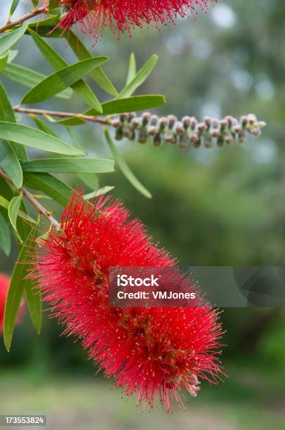 Red Zylinderputzer Stockfoto und mehr Bilder von Zylinderputzer - Zylinderputzer, Rot, Australien