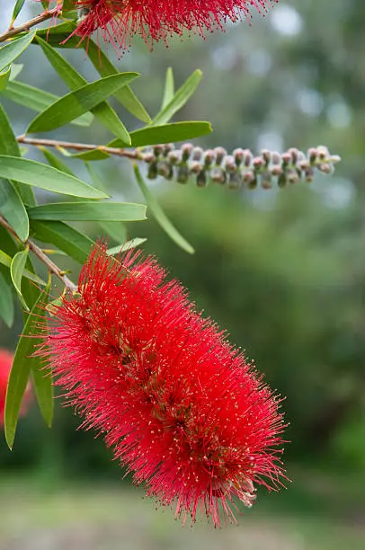 Red Bottlebrush in Australian domestic garden in bloom.