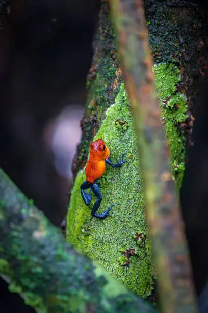 Beautiful "Bluejeans" frog in Arenal Volcano National Park (Costa Rica)