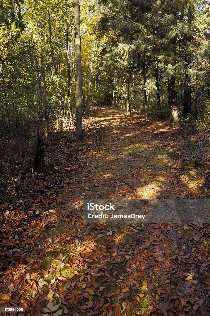 秋の森の遊歩道 - オレンジ色のロイヤリティフリーストックフォト