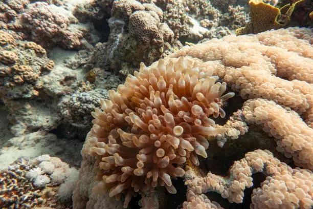 Anemone in Coral. Red Sea. Jordan