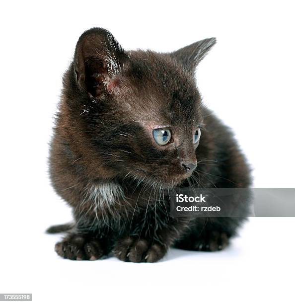 Blak Кошка — стоковые фотографии и другие картинки Американская короткошёрстная кошка - Американская короткошёрстная кошка, Большой, Вертикальный