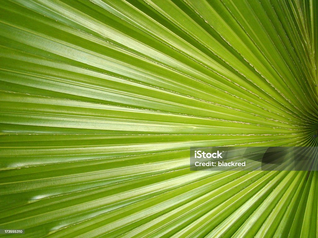 Foglie tropicali - Foto stock royalty-free di Albero