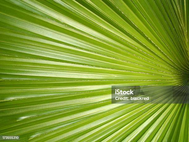 Tropical Leaves Stock Photo - Download Image Now - Abstract, Backgrounds, Botany