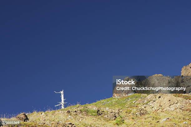 Pico Da Montanha Morto Árvore Terreno Inóspito - Fotografias de stock e mais imagens de Afloramento - Afloramento, Ao Ar Livre, Atividade Recreativa