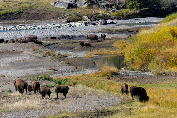istock Bson in the Lamar Valley 1735556656