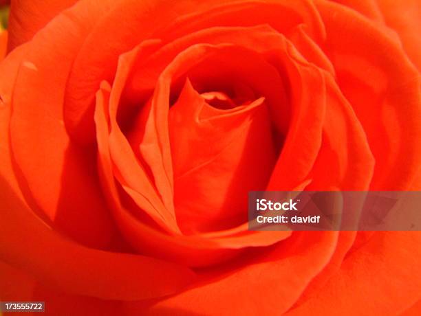 Abstract Orange Rose Stock Photo - Download Image Now - Abstract, Abstract Backgrounds, Bizarre