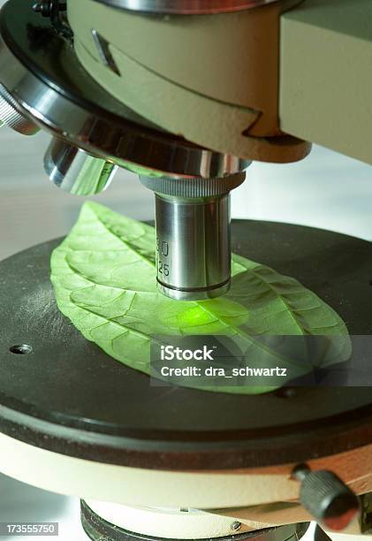 Hoja Bajo Microscopio Foto de stock y más banco de imágenes de Hoja - Hoja, Microscopio, Apuntar