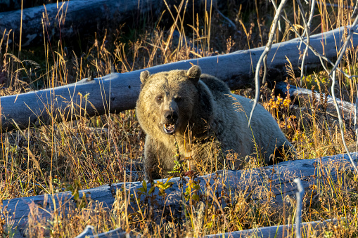 Grizzly Bear and Cubs n Yellowstone in autumn