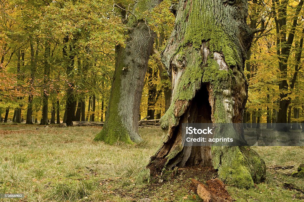 Stary Zgniłe Tree - Zbiór zdjęć royalty-free (Bajka)