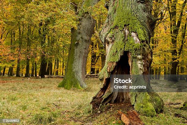 Stary Zgniłe Tree - zdjęcia stockowe i więcej obrazów Bajka - Bajka, Drewno - Tworzywo, Drzewo