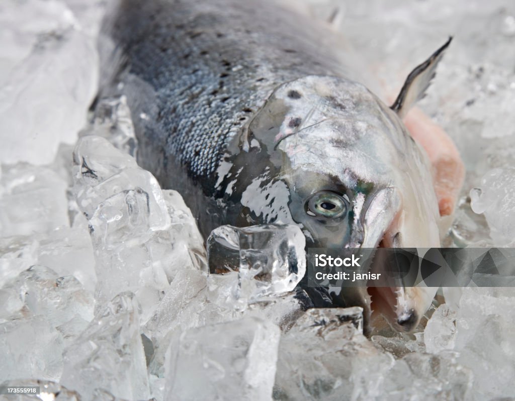 Lachs auf Eis - Lizenzfrei Einzelner Gegenstand Stock-Foto