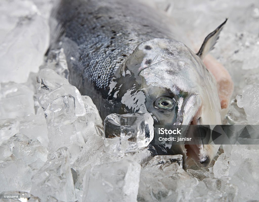 Salmone su ghiaccio - Foto stock royalty-free di Bocca di animale
