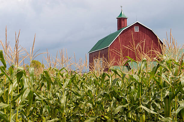 istock Red country barn in Prince Edward County, Canada 173556027