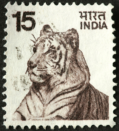 large Bengal tiger.