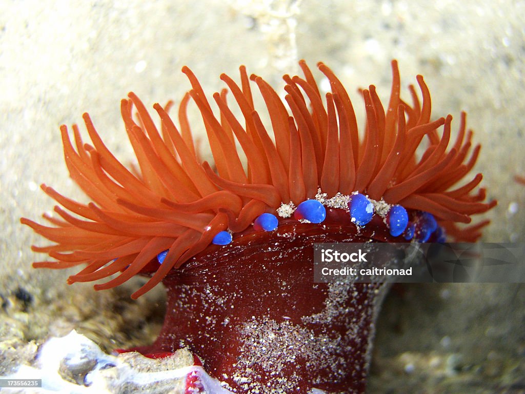 Meer anenome - Lizenzfrei Seeanemone Stock-Foto