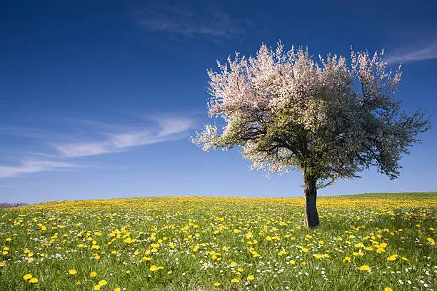 bavarian spring meadow with a blooming apple tree