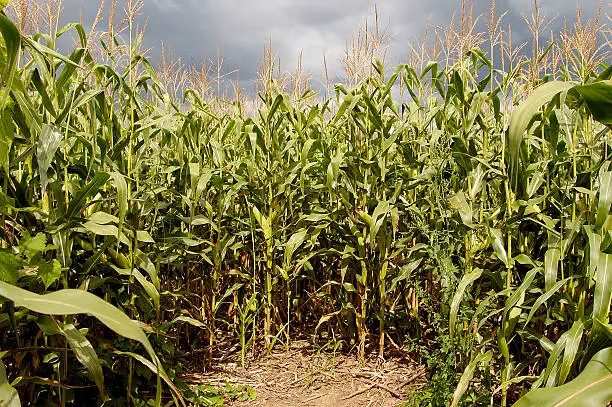 Corn field maze (maize). Dead end.