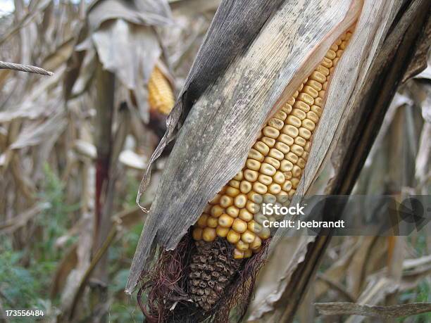 Closeup Of Bad Corn In Field Stock Photo - Download Image Now - Agricultural Field, Agriculture, American Culture