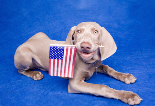 A 3 month old Weimaraner puppy laying down and holding an American flag in his mouth.