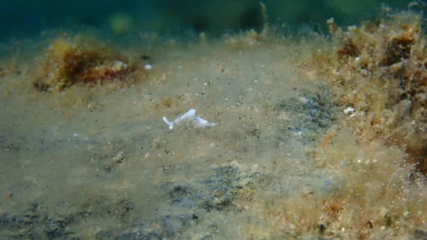 istock Sea slug Timid elysia (Elysia timida) close-up undersea, Aegean Sea 1735565754