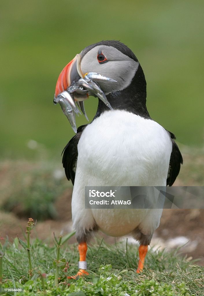 Shearwater N Europe Puffin with sand eels Animal Stock Photo