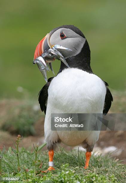 Shearwater N Europe Stock Photo - Download Image Now - Animal, Animals In The Wild, Beach