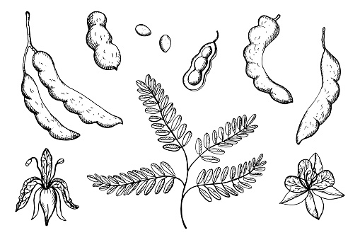 Tamarind tropical plant hand drawn vector illustration with engraving. Set of exotic tamarinds peas with pod, flowers, fruits, beans, leaf. African wood, Asian food, flavoring, ayurvedic plants, wood. Design element