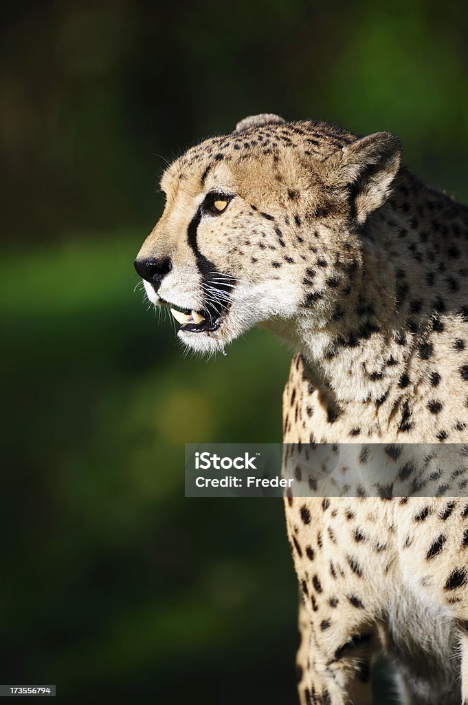 cheetah  Africa Stock Photo