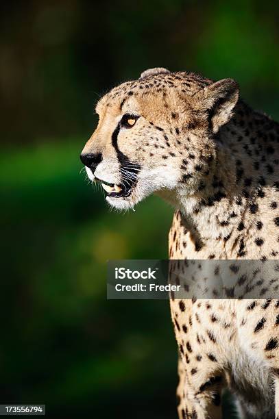 Cheetah Stock Photo - Download Image Now - Africa, African Cheetah, Animal