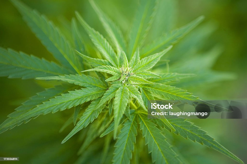 medical canapa medicina alternativa - Foto stock royalty-free di Pianta di cannabis