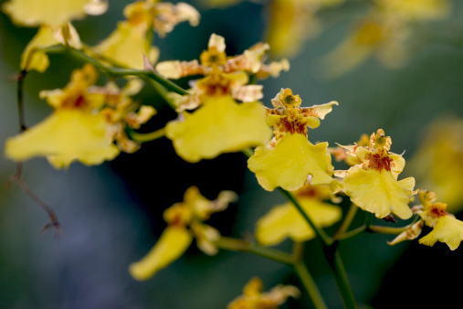 Blooming Yellow Forsythia Bushes