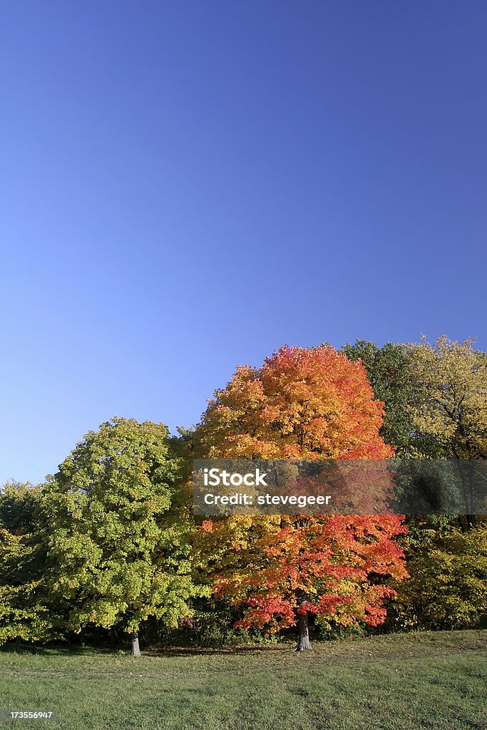 Orange Maple Tree and Blue Sky  Arboretum Stock Photo