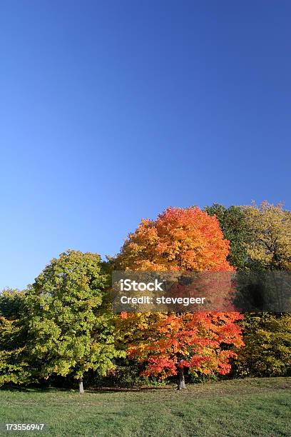 Orange Maple Tree And Blue Sky Stock Photo - Download Image Now - Arboretum, Autumn, Beauty