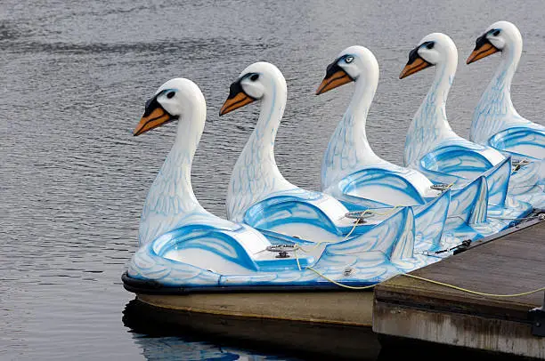 Row of paddleboats shaped like white swans.